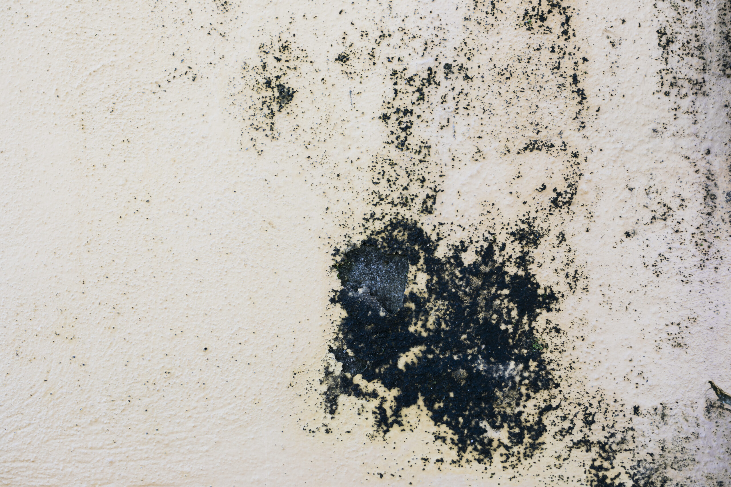 Black Mould on Wall