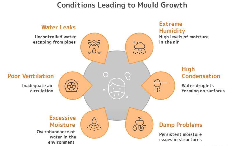 Causes of Black Mould Growth