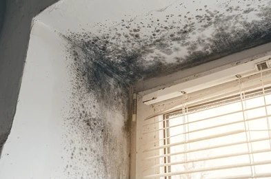 Mould Growth Requiring Mould Remediation
