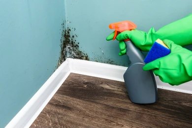 Mould in School